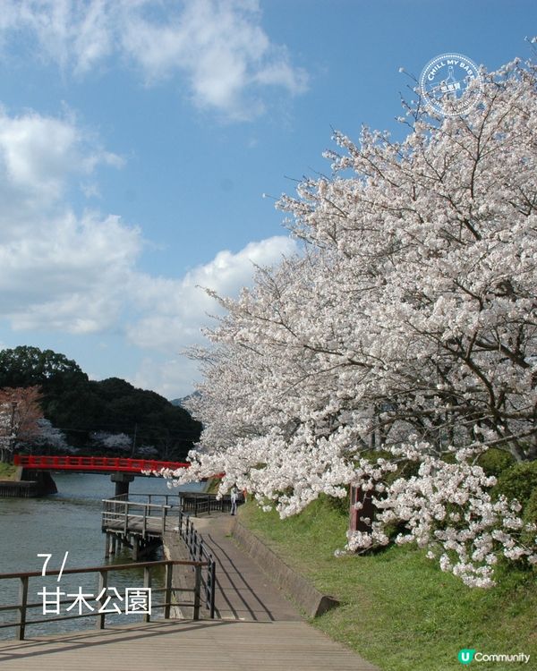 福岡櫻花8景！🌺滿開追粉！
