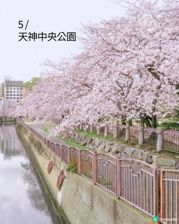 福岡櫻花8景！🌺滿開追粉！