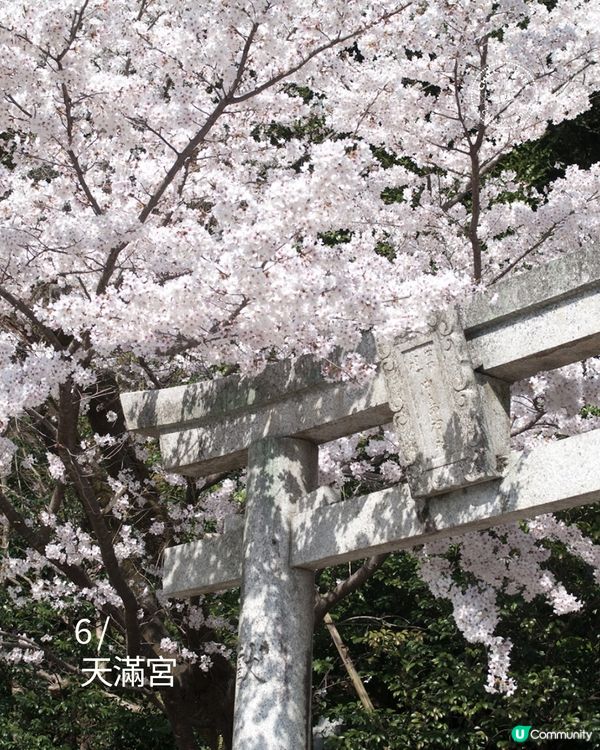 福岡櫻花8景！🌺滿開追粉！