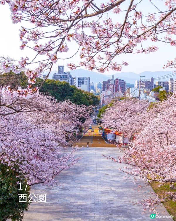 福岡櫻花8景！🌺滿開追粉！