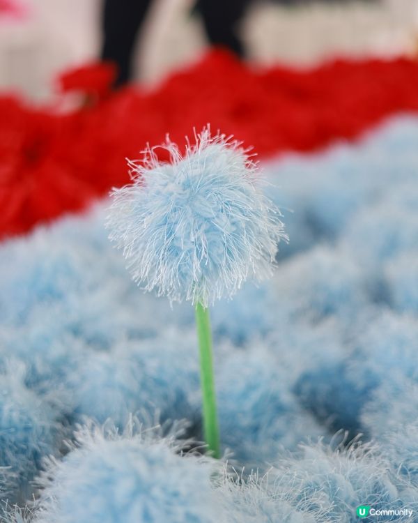 打卡熱點💐中環15 萬枝毛絨花，可walk-in