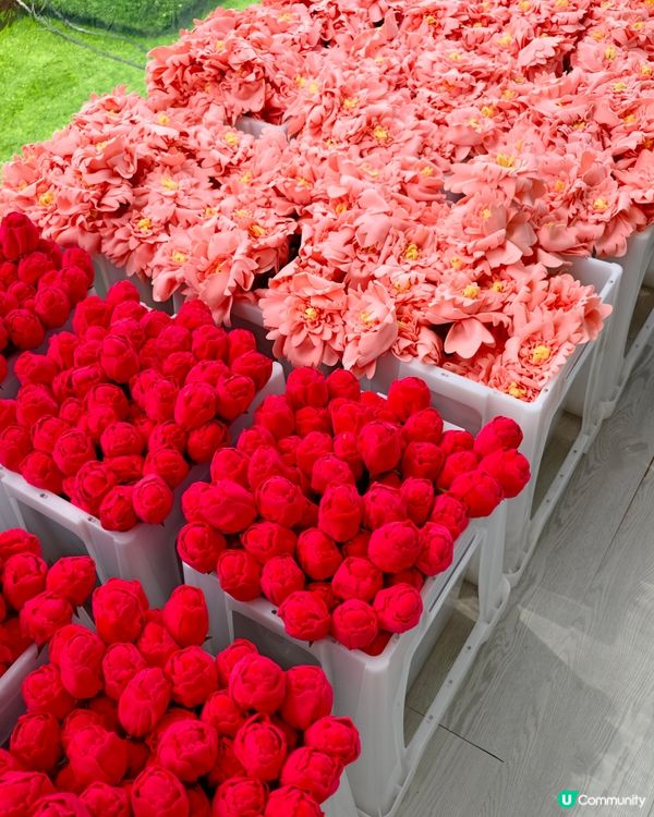 打卡熱點💐中環15 萬枝毛絨花，可walk-in