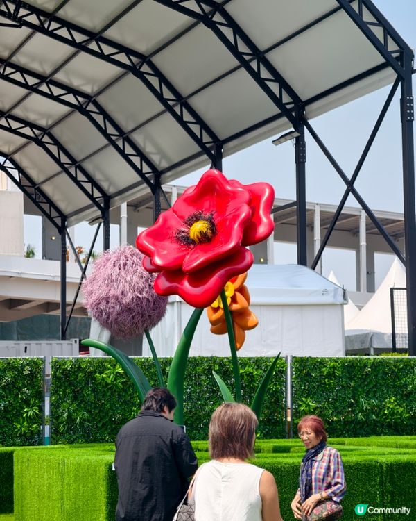 打卡熱點💐中環15 萬枝毛絨花，可walk-in