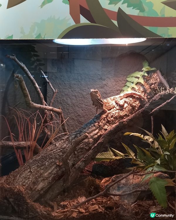 Lizard, Lizard, 真 Lizard