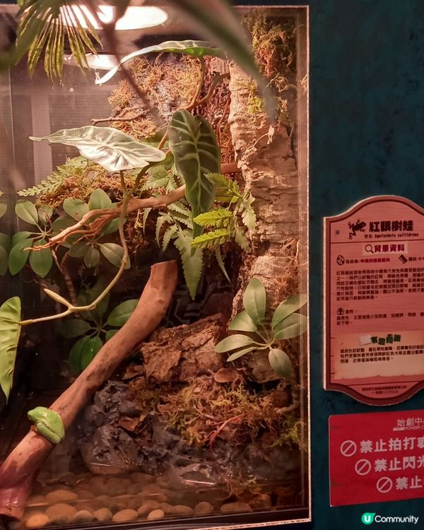 Lizard, Lizard, 真 Lizard