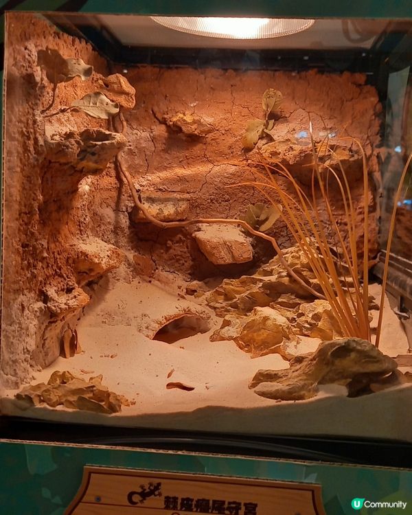 Lizard, Lizard, 真 Lizard