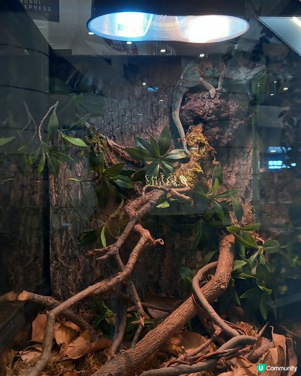 Lizard, Lizard, 真 Lizard