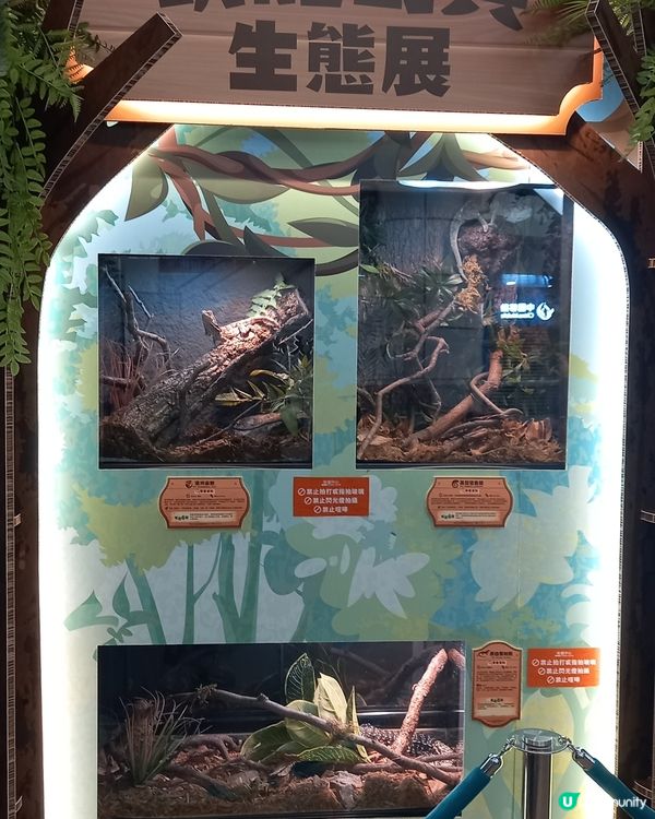 Lizard, Lizard, 真 Lizard