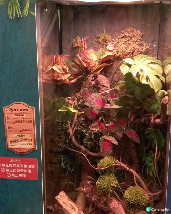 Lizard, Lizard, 真 Lizard