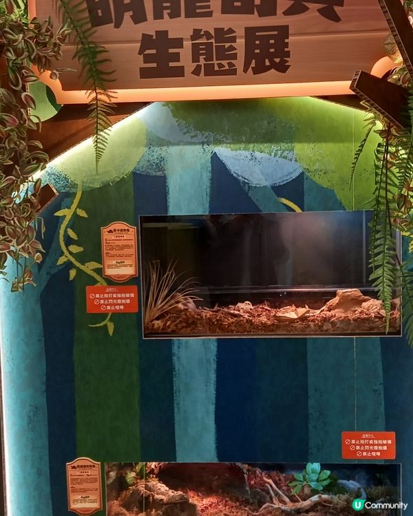 Lizard, Lizard, 真 Lizard