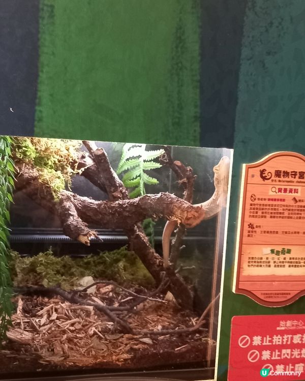 Lizard, Lizard, 真 Lizard