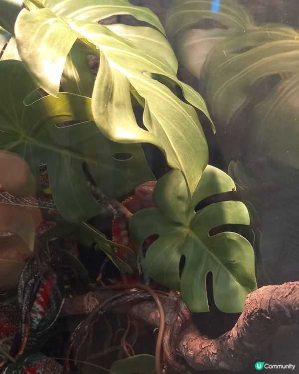 Lizard, Lizard, 真 Lizard