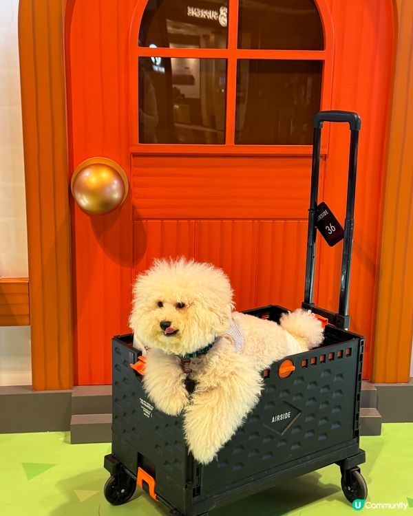 【《集合啦!動物森友會 Nintendo Switch 2 ...