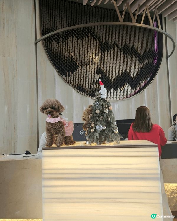今次要介紹wm hotel，超級寵物友善，房間仲有小花園 ，...