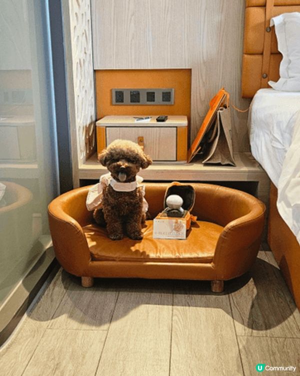 今次要介紹wm hotel，超級寵物友善，房間仲有小花園 ，...