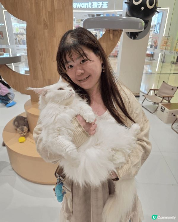 深圳，海雅繽紛城，寵物店內擼貓貓，店內的貓貓都很乖很親人，亦...