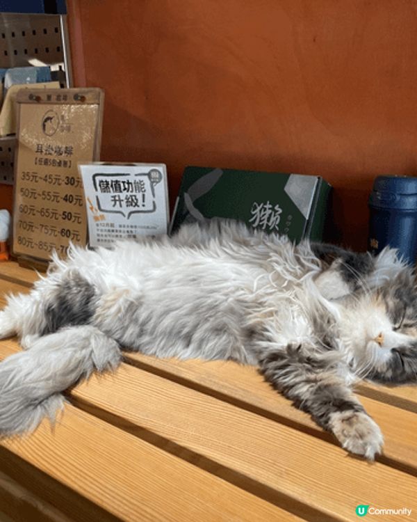 高雄既獺咖啡-武廟店☕️有懶訓既貓店長💛 咖啡同吐司都好好味...