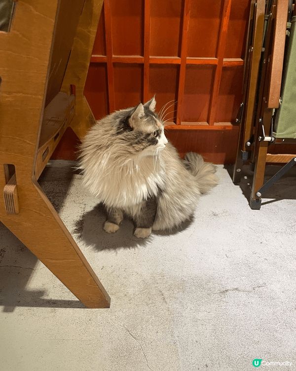 高雄既獺咖啡-武廟店☕️有懶訓既貓店長💛 咖啡同吐司都好好味...