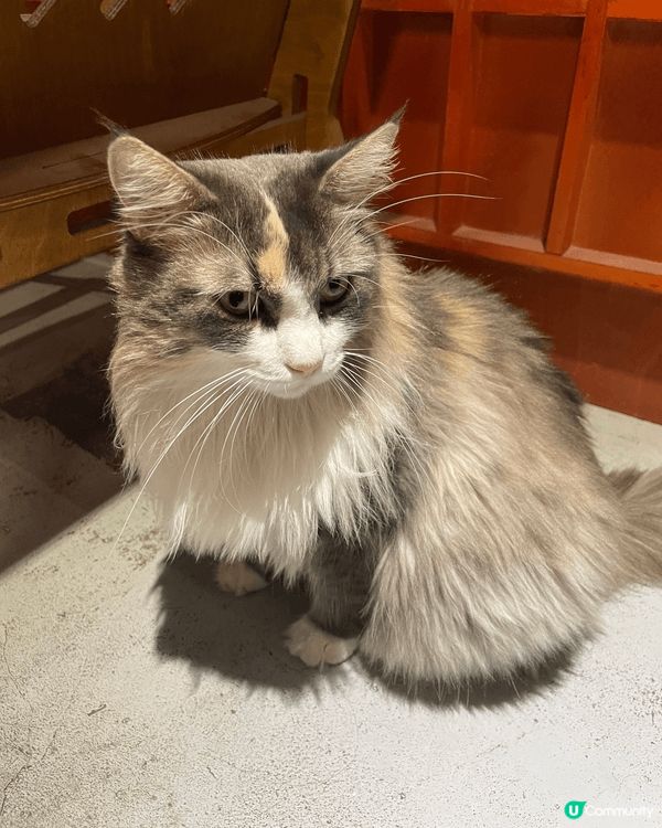 高雄既獺咖啡-武廟店☕️有懶訓既貓店長💛 咖啡同吐司都好好味...