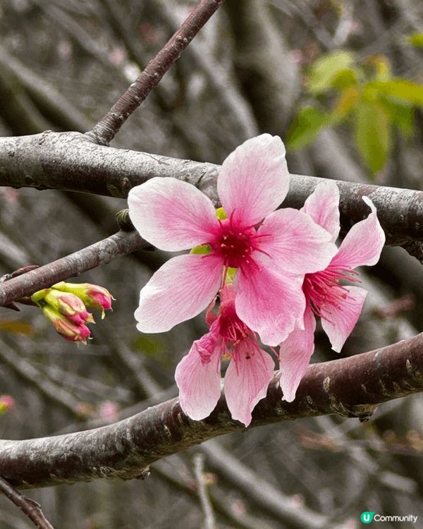 代表香港多姿多彩的文化包容，不只藝術也有食物及大自然