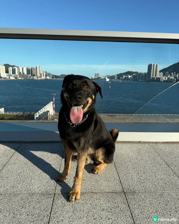 啟徳碼頭2.0 cafe bar ，因為佢有個大草地俾毛孩玩...