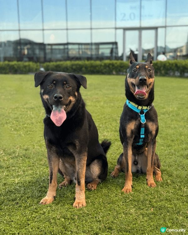 啟徳碼頭2.0 cafe bar ，因為佢有個大草地俾毛孩玩...