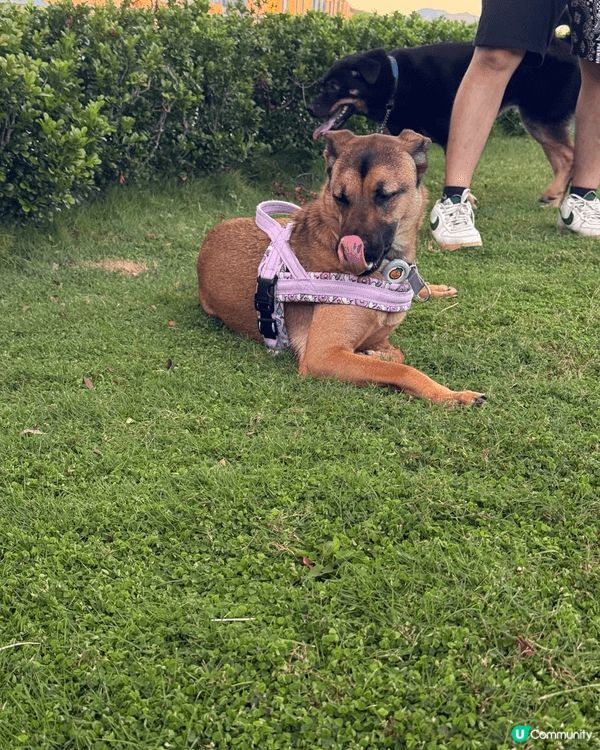 啟徳碼頭2.0 cafe bar ，因為佢有個大草地俾毛孩玩...