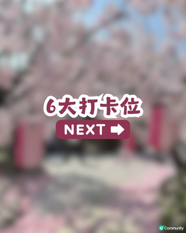 深圳網紅Cafe變身花海版「鎌倉」🌸附6大打卡位