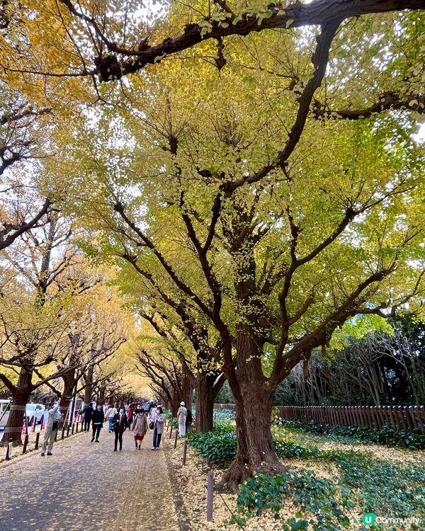 東京 明治神宮外苑 睇黃葉🍂攻略