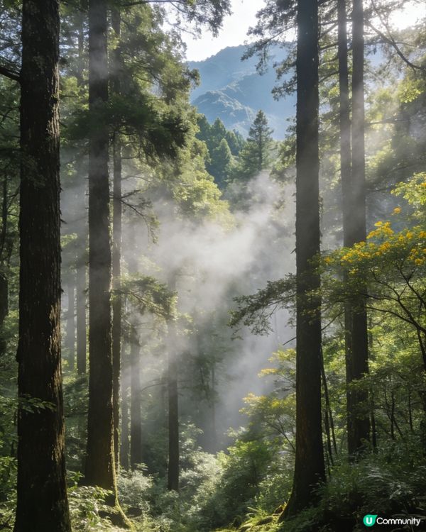 忘憂森林🌲夢幻美景☁️療癒人心！