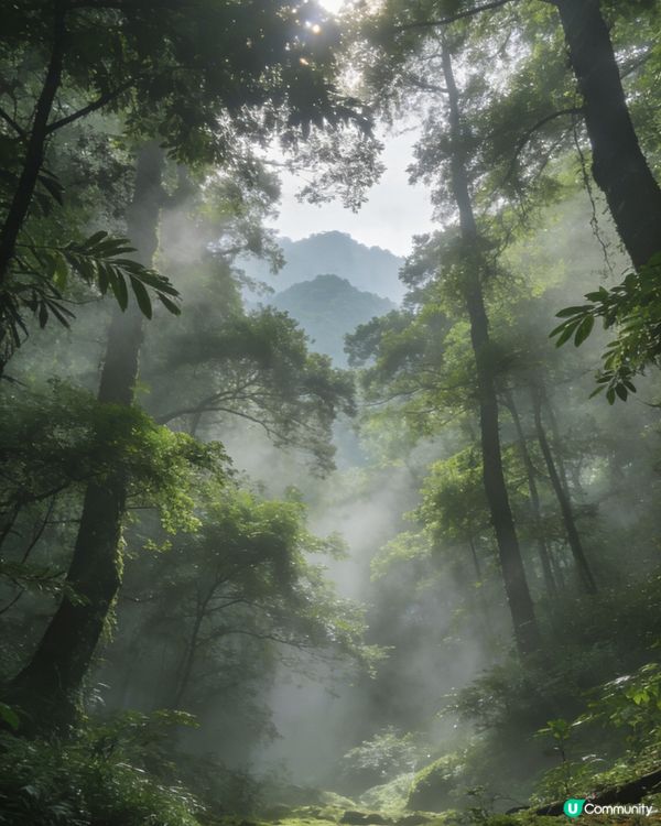 忘憂森林🌲夢幻美景☁️療癒人心！