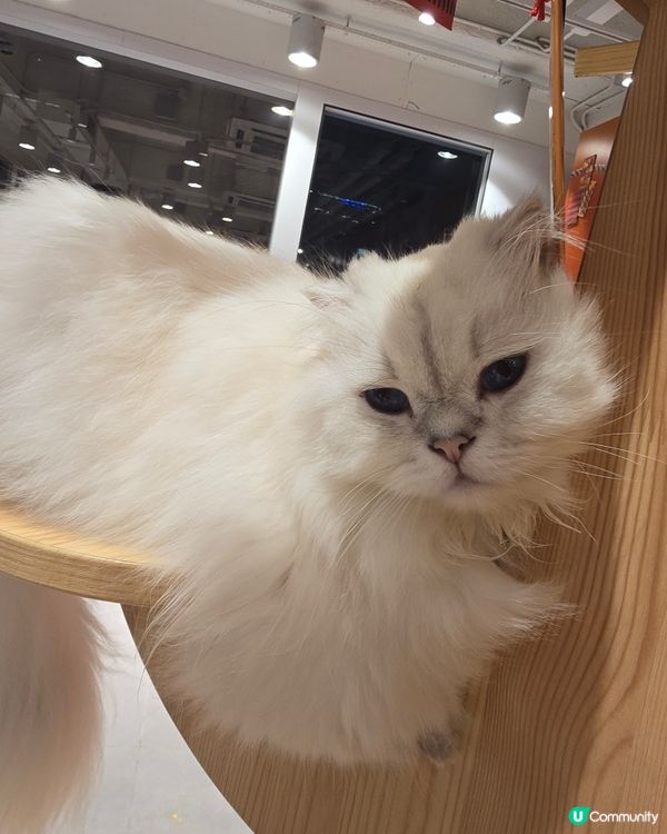 打卡超萌貓cafe🐱