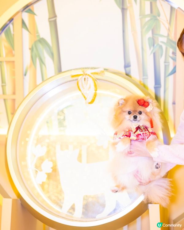 貓貓祭典超好玩！😍 📍上水廣場