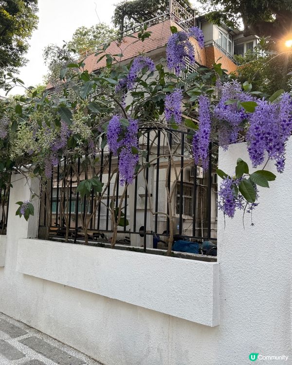 東湖公園 紫藤花和格桑花海開喇！🌺💜😍