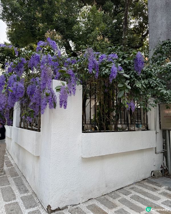 東湖公園 紫藤花和格桑花海開喇！🌺💜😍
