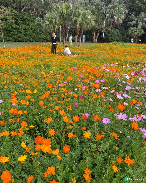 東湖公園 紫藤花和格桑花海開喇！🌺💜😍