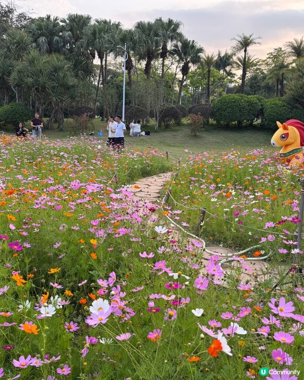 東湖公園 紫藤花和格桑花海開喇！🌺💜😍