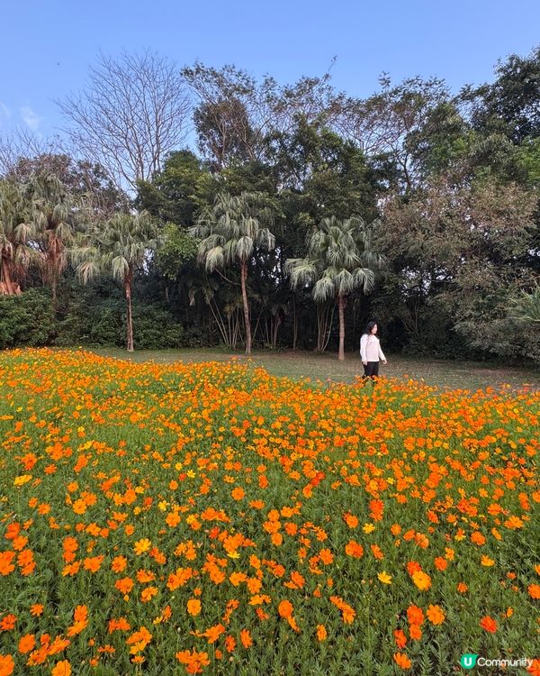 東湖公園 紫藤花和格桑花海開喇！🌺💜😍