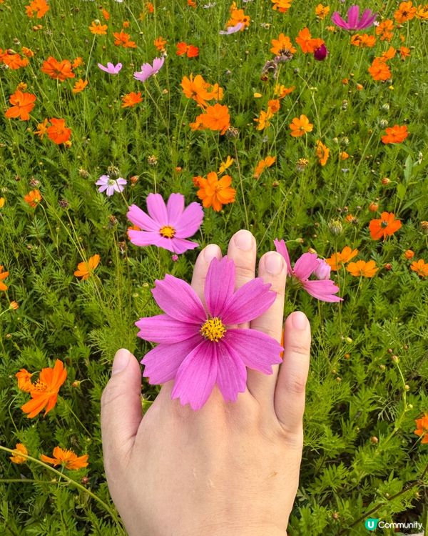 東湖公園 紫藤花和格桑花海開喇！🌺💜😍