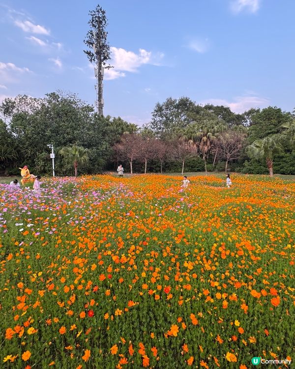 東湖公園 紫藤花和格桑花海開喇！🌺💜😍