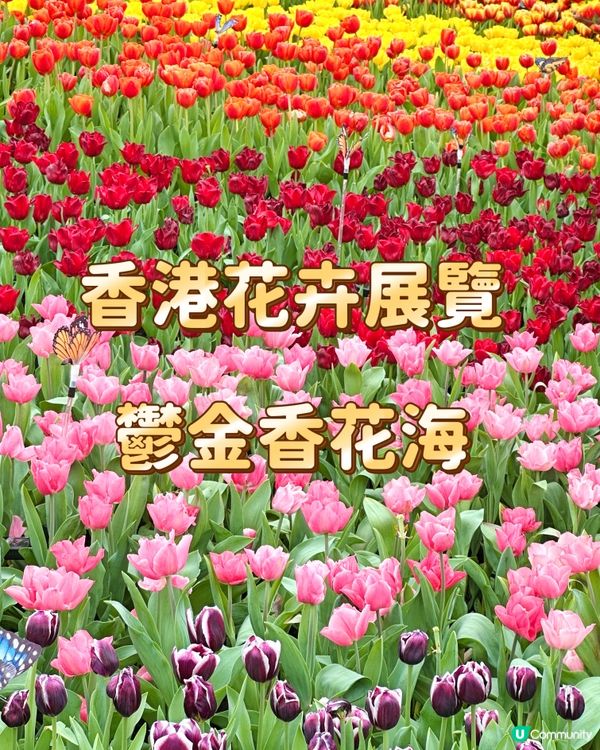香港花卉展覽 鬱金香花海