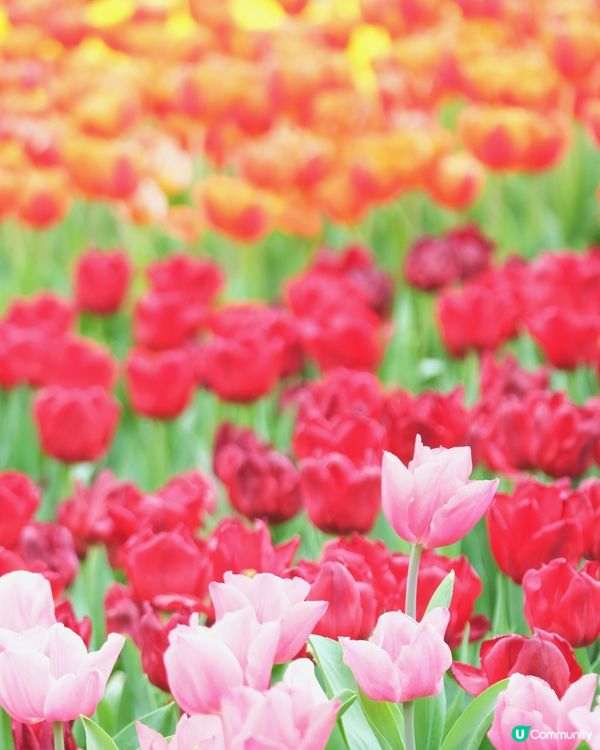 香港花卉展覽 鬱金香花海