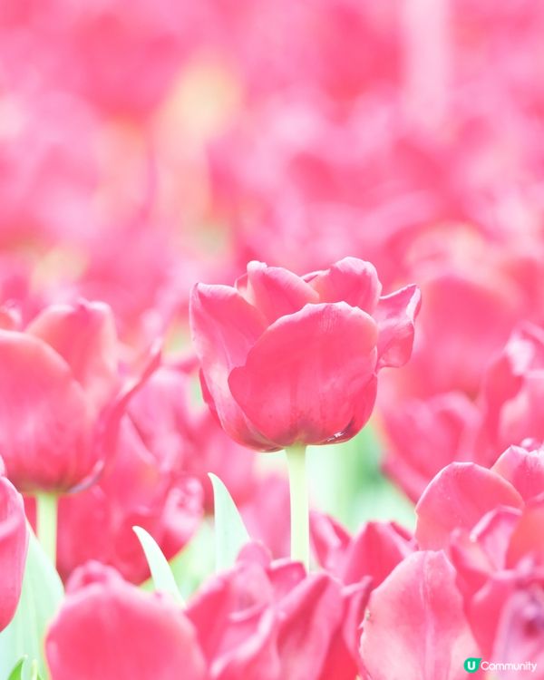 香港花卉展覽 鬱金香花海