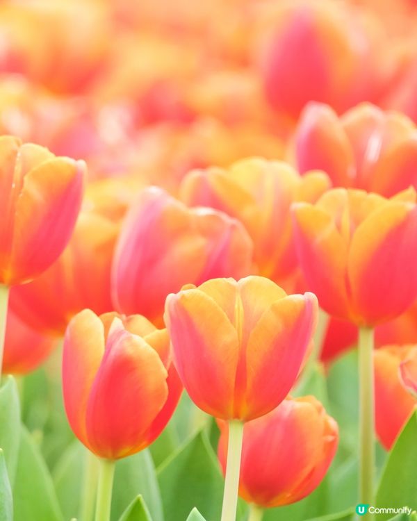 香港花卉展覽 鬱金香花海