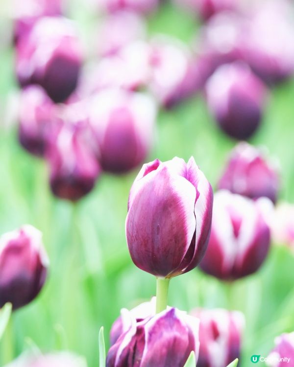 香港花卉展覽 鬱金香花海