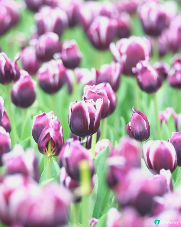 香港花卉展覽 鬱金香花海
