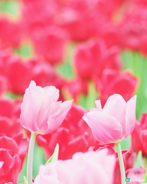 香港花卉展覽 鬱金香花海