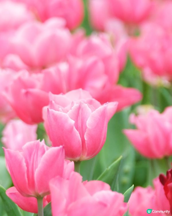 香港花卉展覽 鬱金香花海