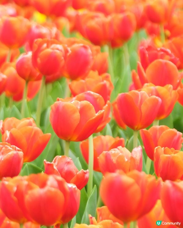 香港花卉展覽 鬱金香花海