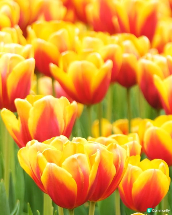 香港花卉展覽 鬱金香花海